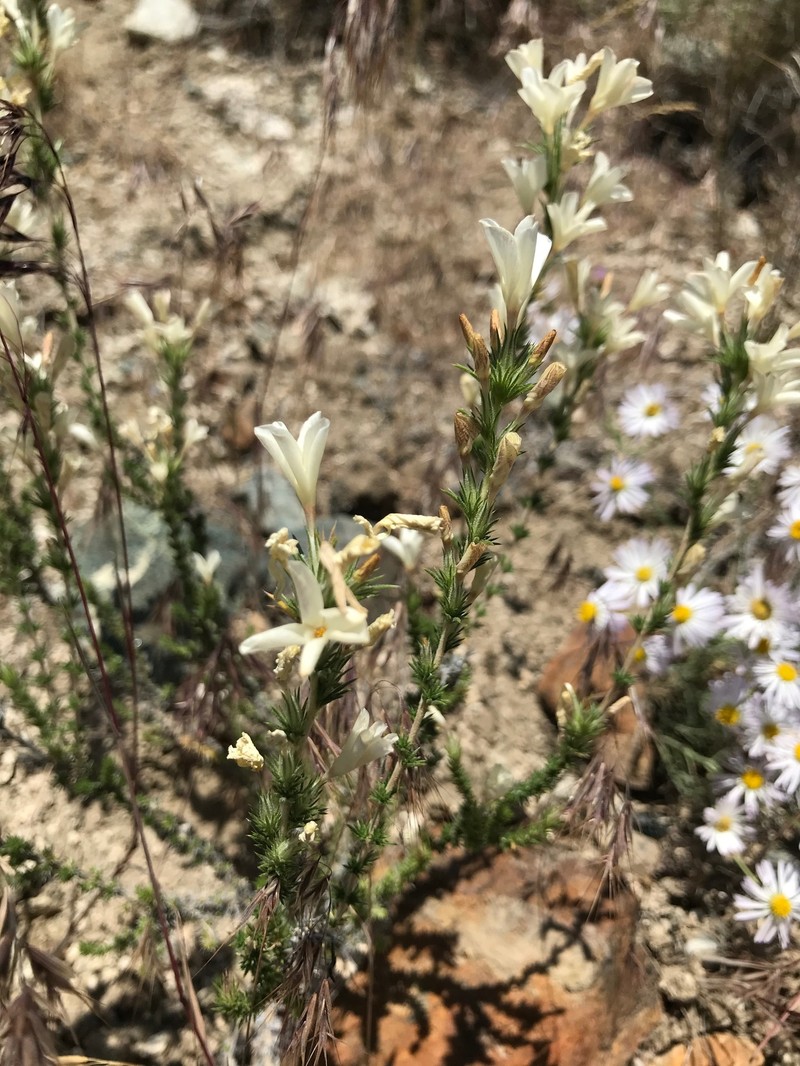 Linanthus pungens subsp. hookeri photo 5
