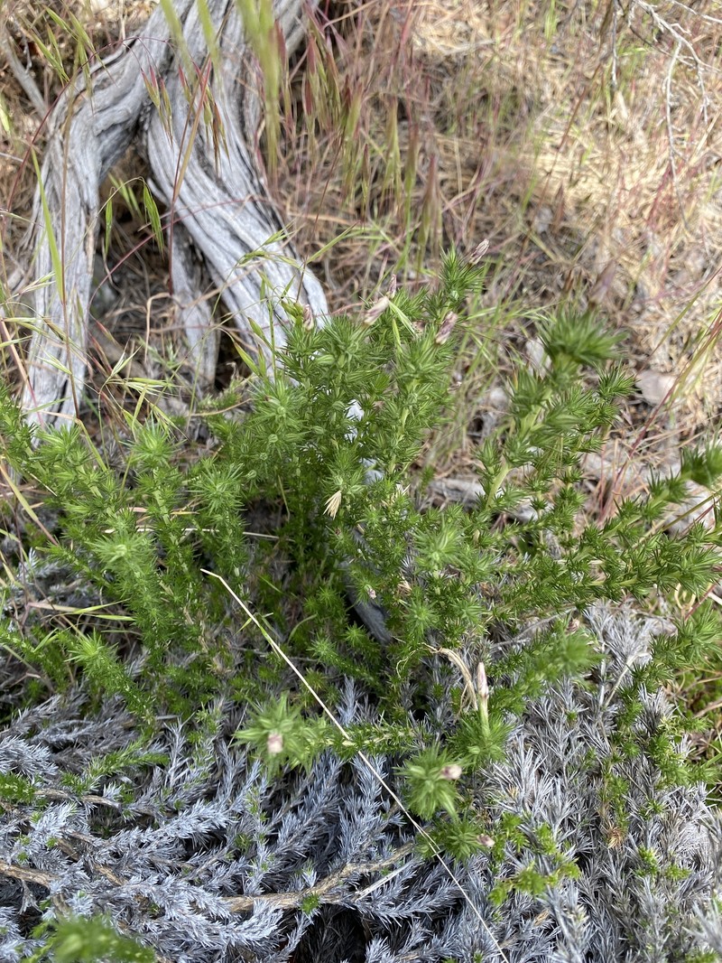 Linanthus pungens subsp. hookeri photo 6