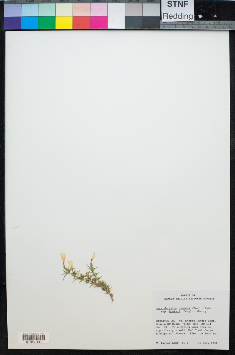 Linanthus pungens subsp. hookeri photo 7