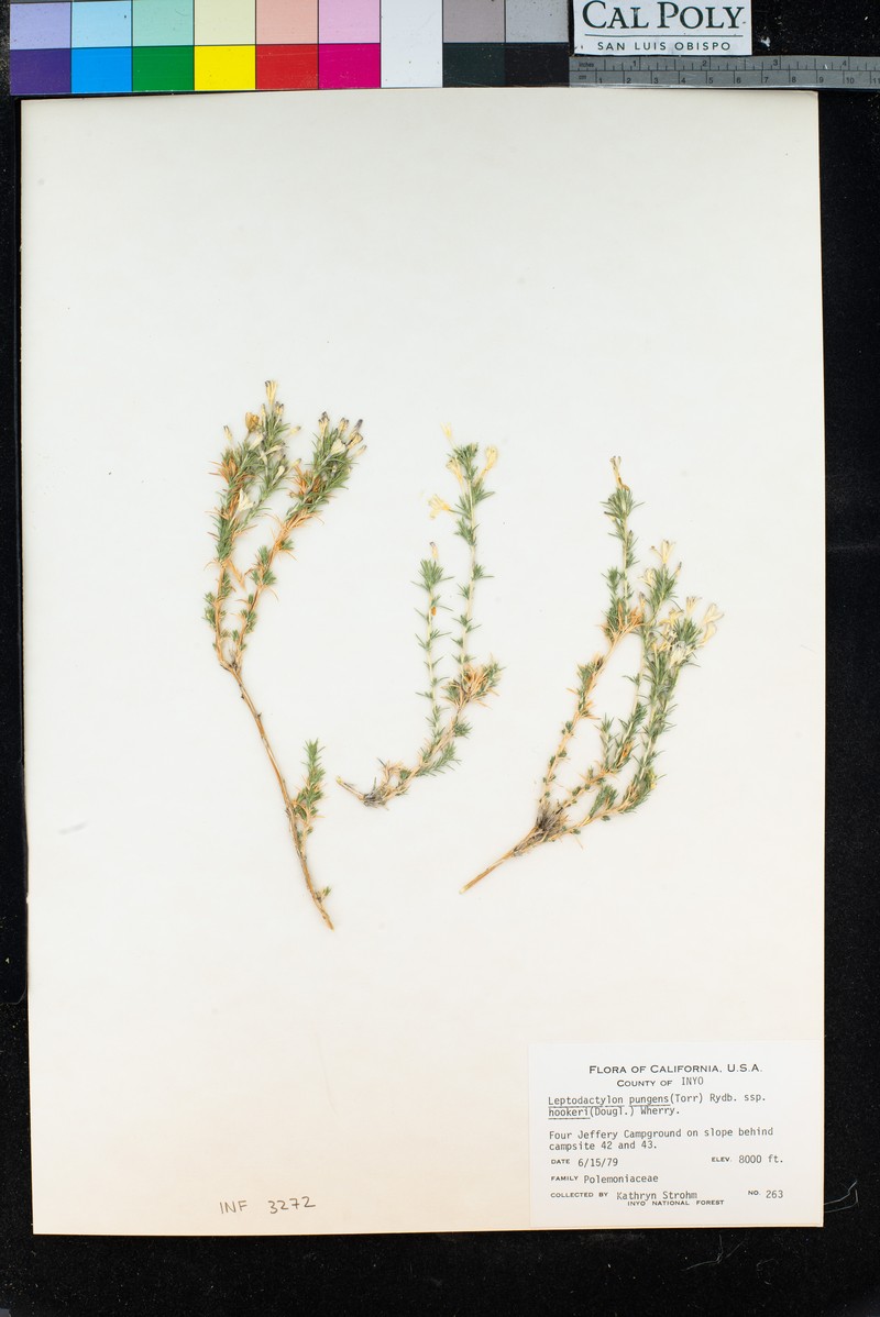 Linanthus pungens subsp. hookeri photo 8
