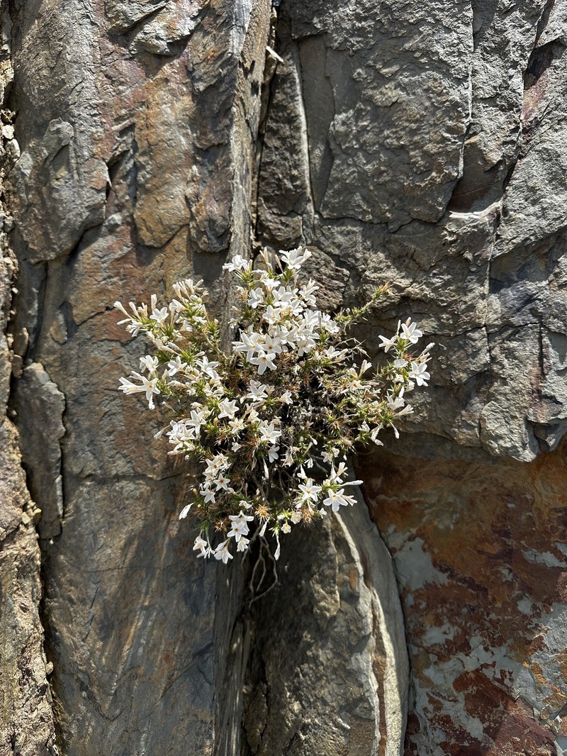 Linanthus pungens subsp. pulchriflorus