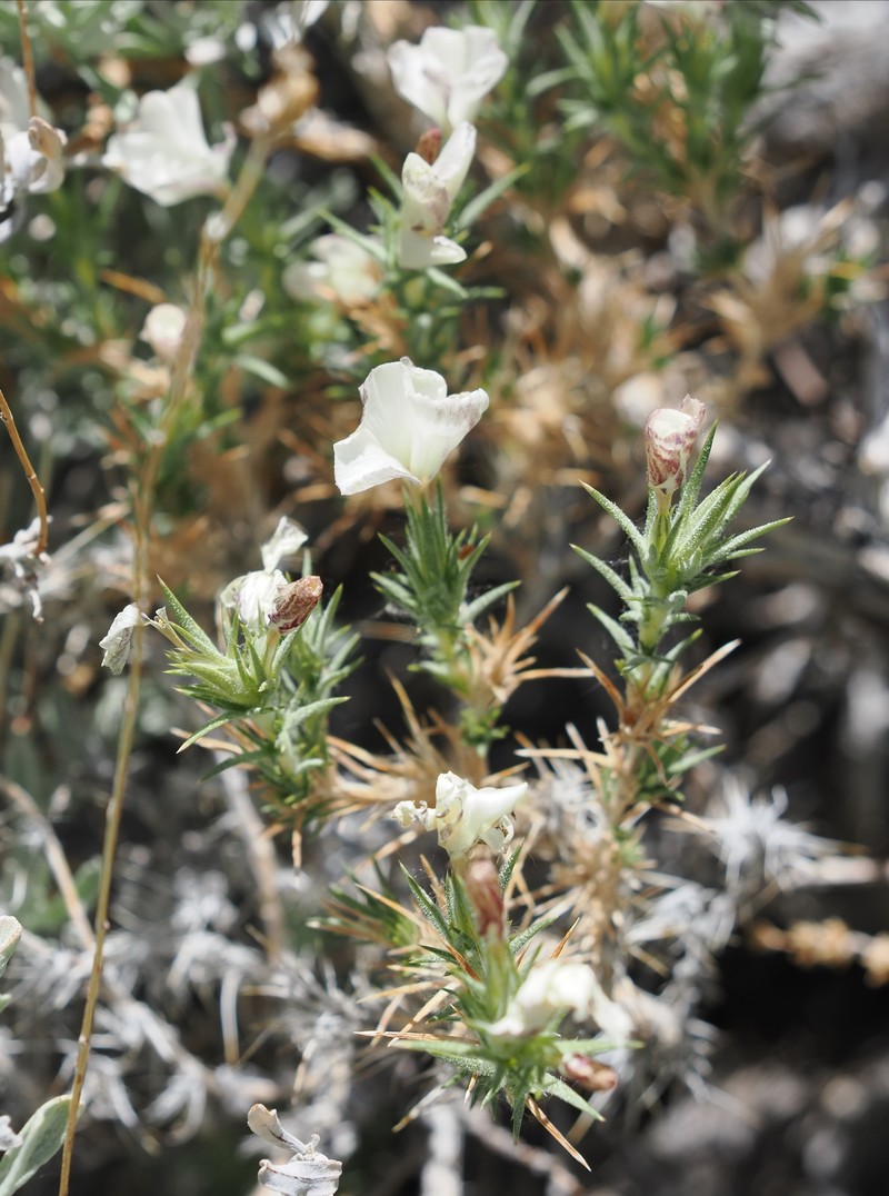 Linanthus pungens subsp. pulchriflorus photo 2