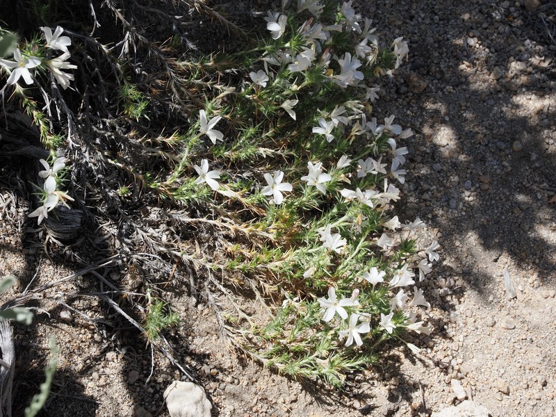 Linanthus pungens subsp. pulchriflorus photo 3
