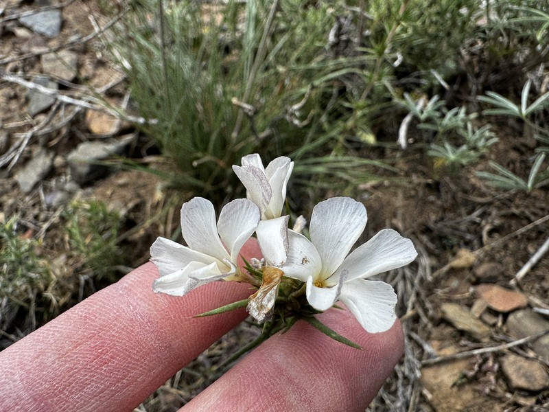Linanthus pungens subsp. pulchriflorus photo 5