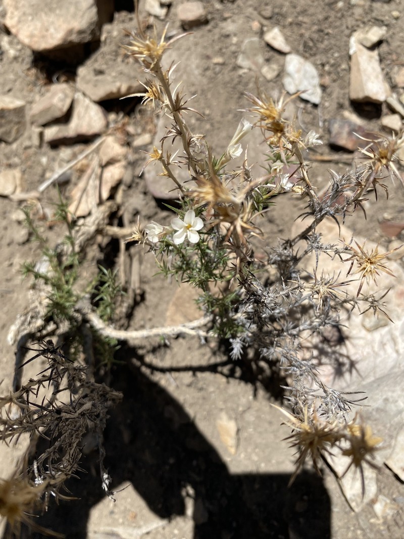 Linanthus pungens subsp. pulchriflorus photo 6