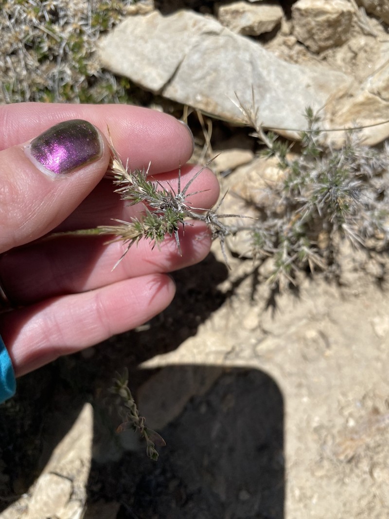 Linanthus pungens subsp. pulchriflorus photo 7
