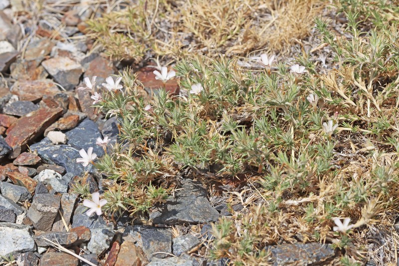 Linanthus pungens subsp. pulchriflorus photo 8