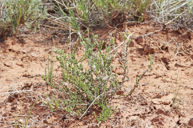 Linanthus pungens subsp. pungens
