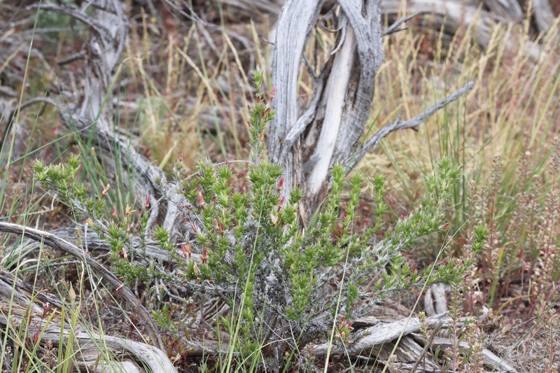 Linanthus pungens subsp. pungens photo 2
