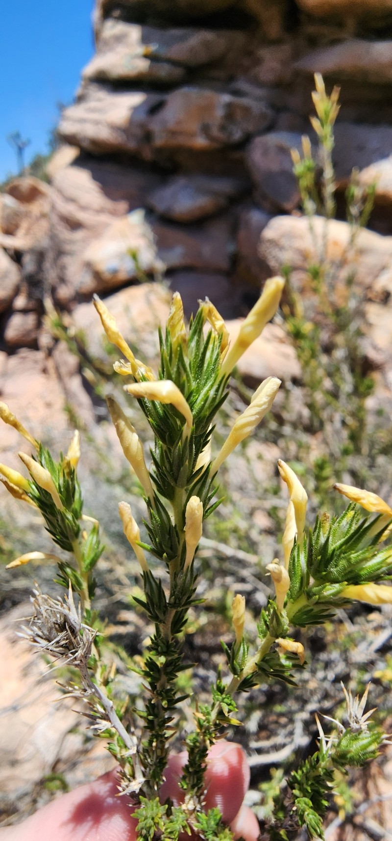 Linanthus pungens subsp. pungens photo 3