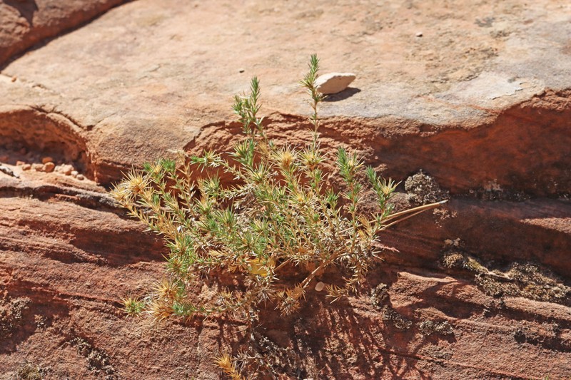 Linanthus pungens subsp. pungens photo 4