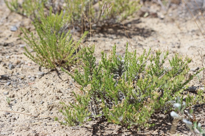 Linanthus pungens subsp. pungens photo 6