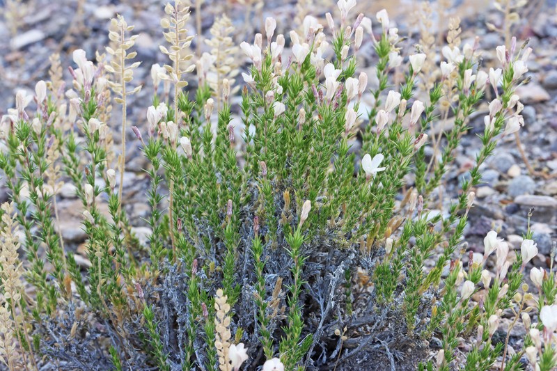 Linanthus pungens subsp. pungens photo 7