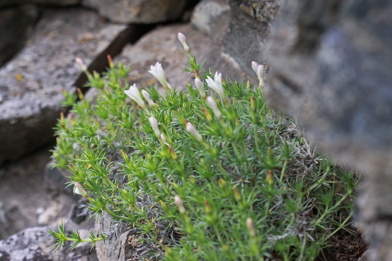 Watson's Prickly Phlox photo 2