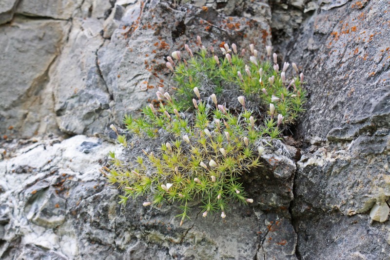 Watson's Prickly Phlox photo 3