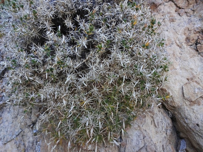 Watson's Prickly Phlox photo 4