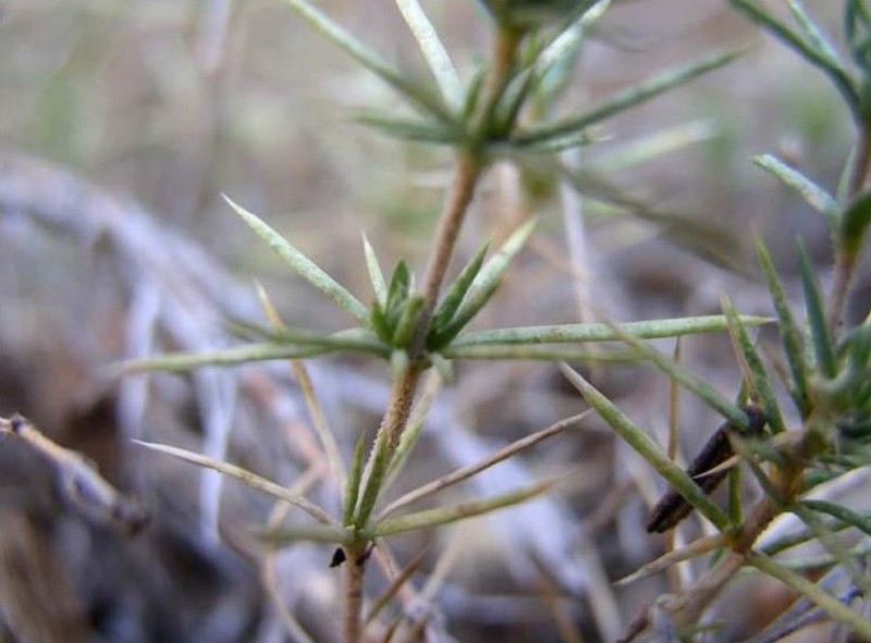 Watson's Prickly Phlox