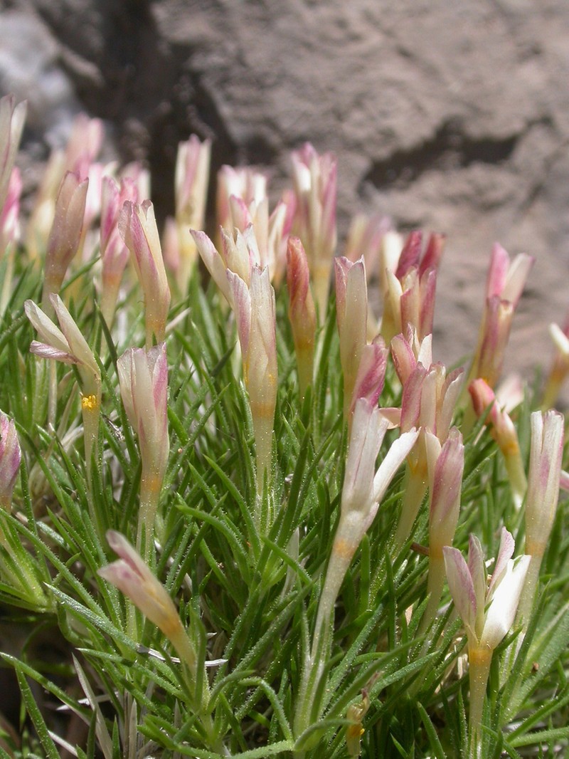 Watson's Prickly Phlox photo 2