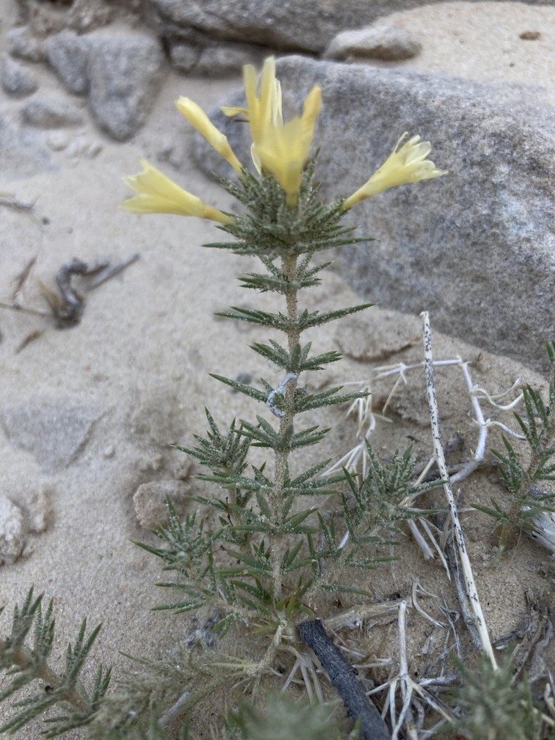 Watson's Prickly Phlox photo 3