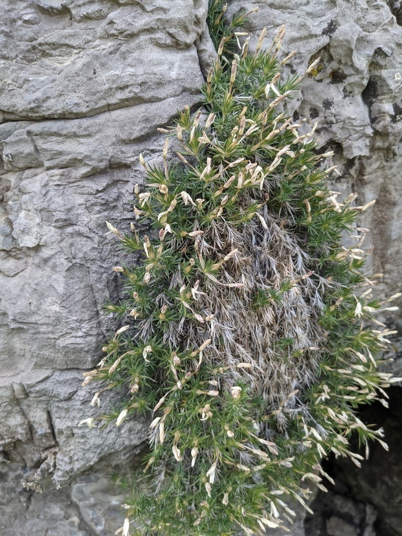 Watson's Prickly Phlox photo 4