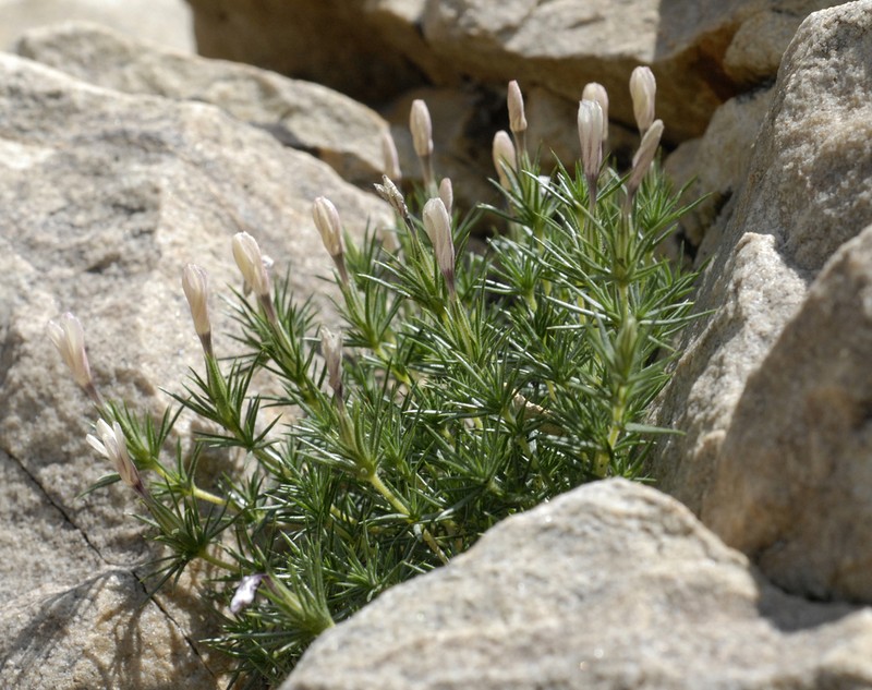 Watson's Prickly Phlox photo 8