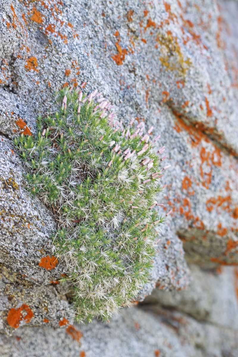 Linanthus watsonii subsp. watsonii photo 2