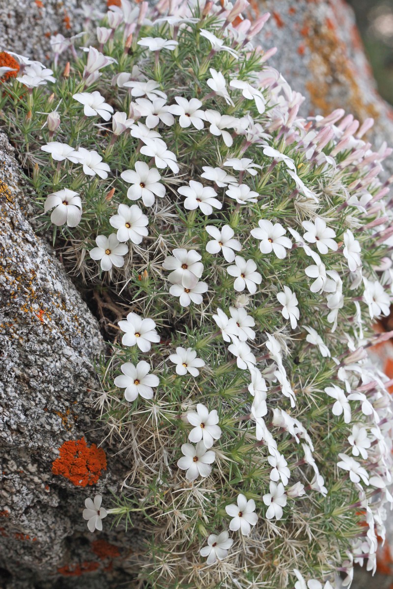 Linanthus watsonii subsp. watsonii photo 3