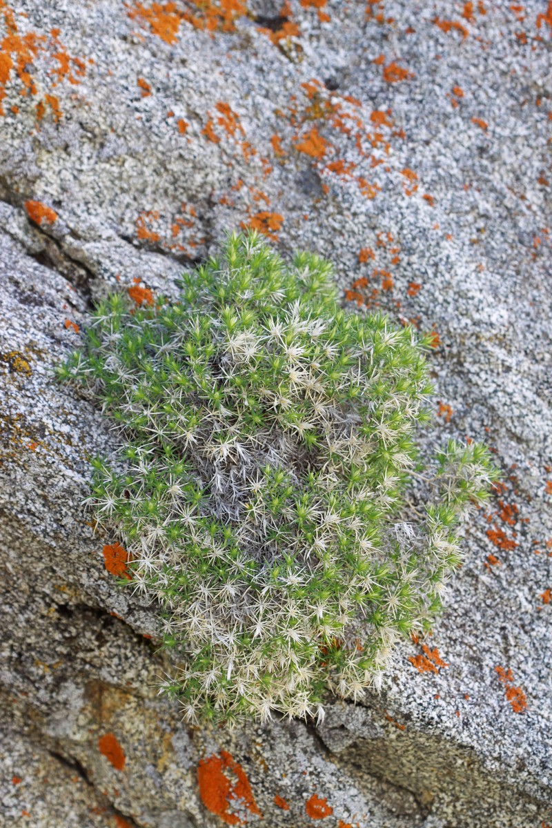 Linanthus watsonii subsp. watsonii photo 4