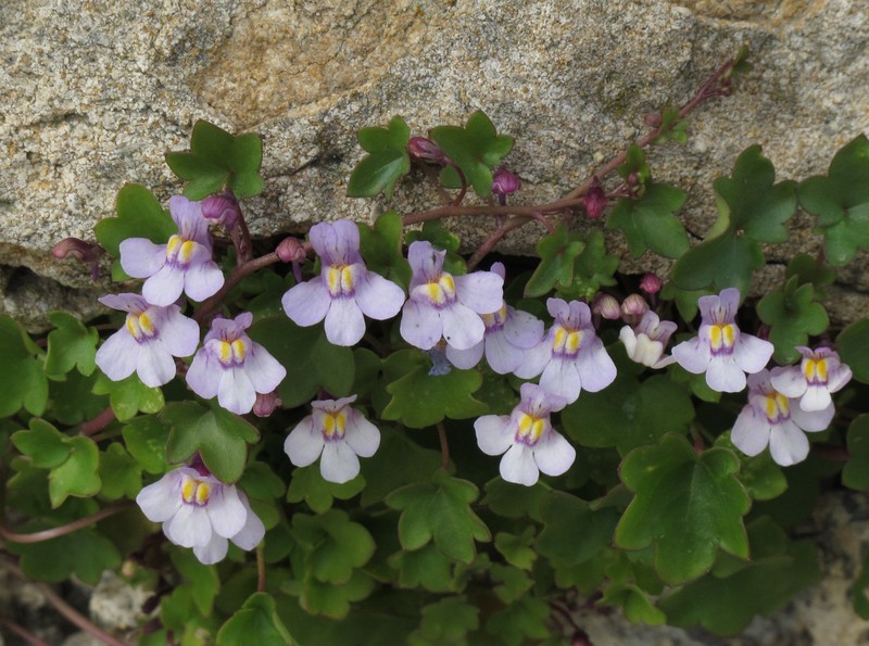Toadflax photo 3