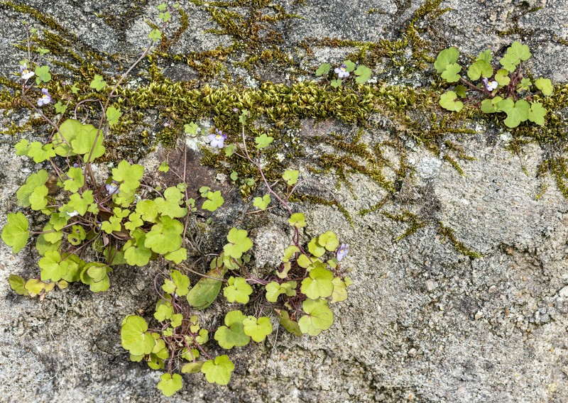 Toadflax photo 4