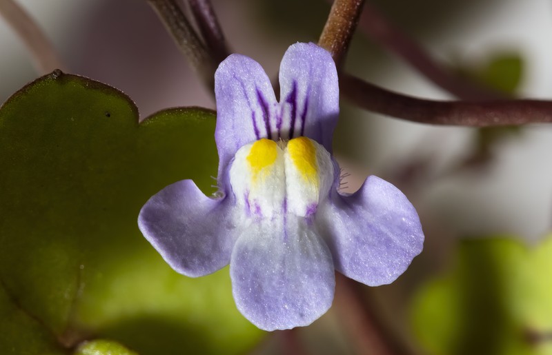 Toadflax photo 5