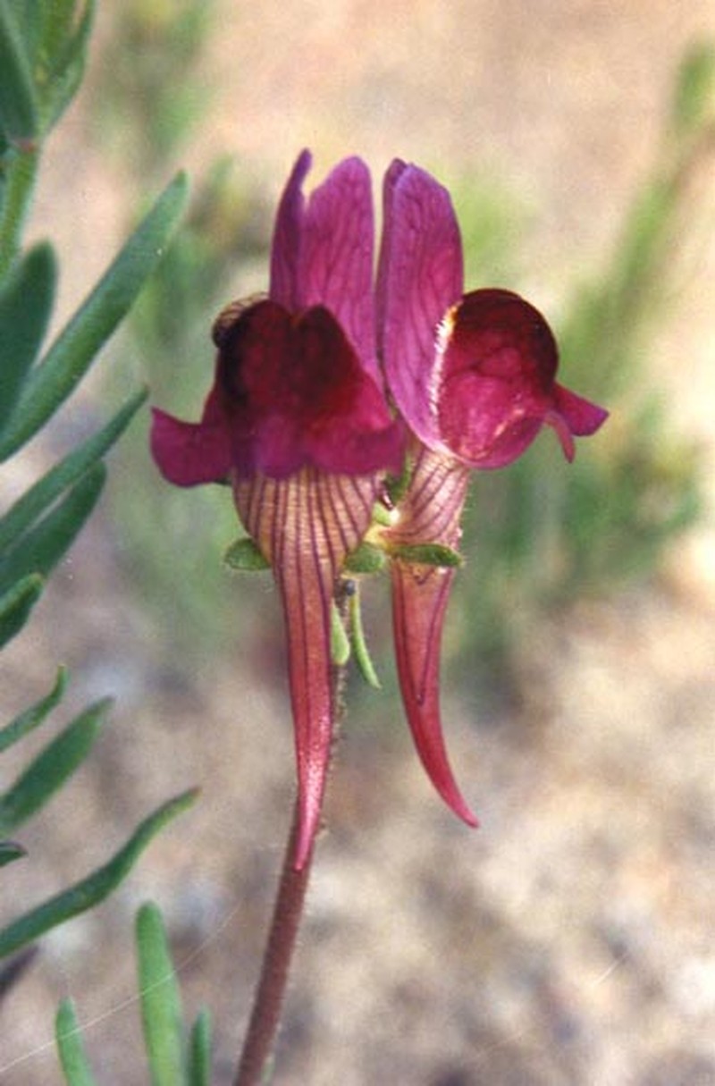 Roadside Toadflax photo 2