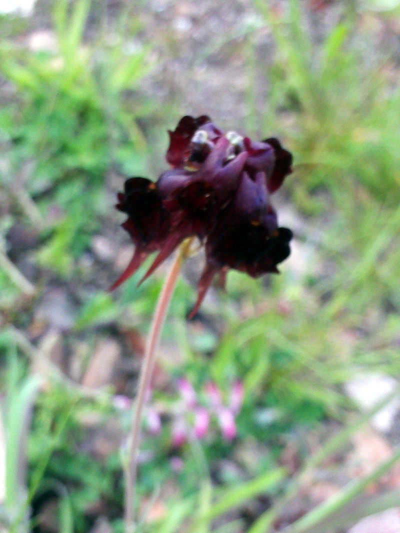 Roadside Toadflax photo 3