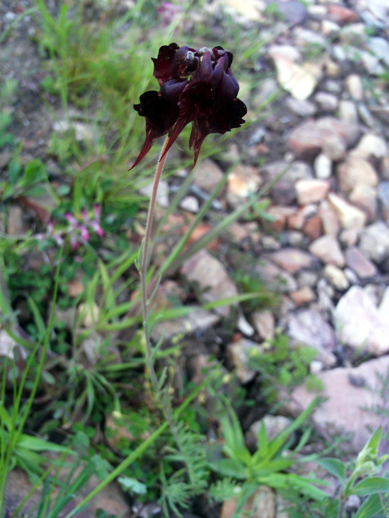 Roadside Toadflax