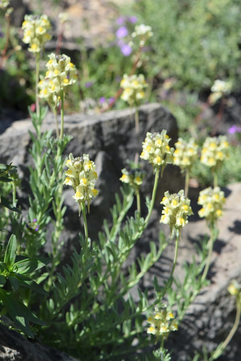 Roadside Toadflax photo 8