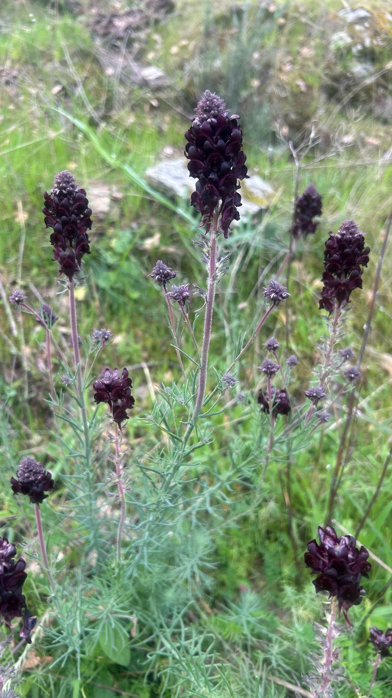 Linaria aeruginea subsp. aeruginea photo 2