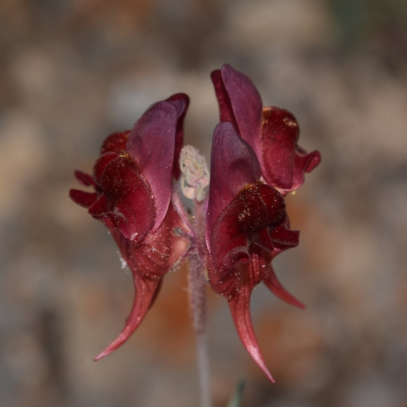 Linaria aeruginea subsp. aeruginea photo 3