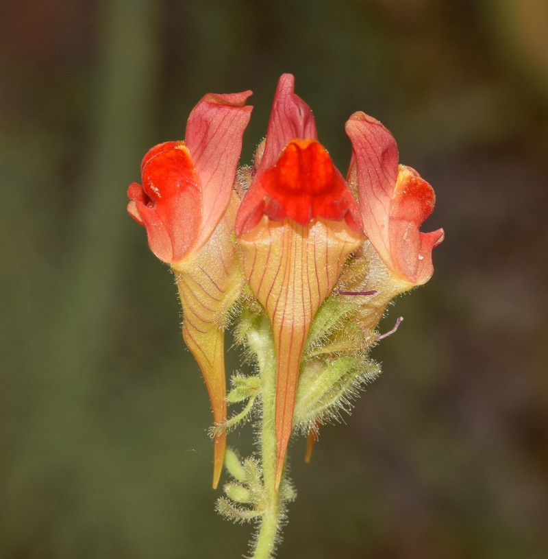 Linaria aeruginea subsp. aeruginea photo 4