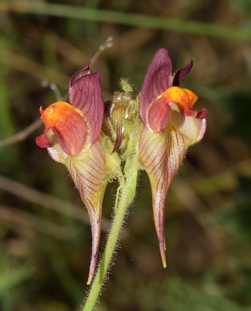Linaria aeruginea subsp. aeruginea photo 5