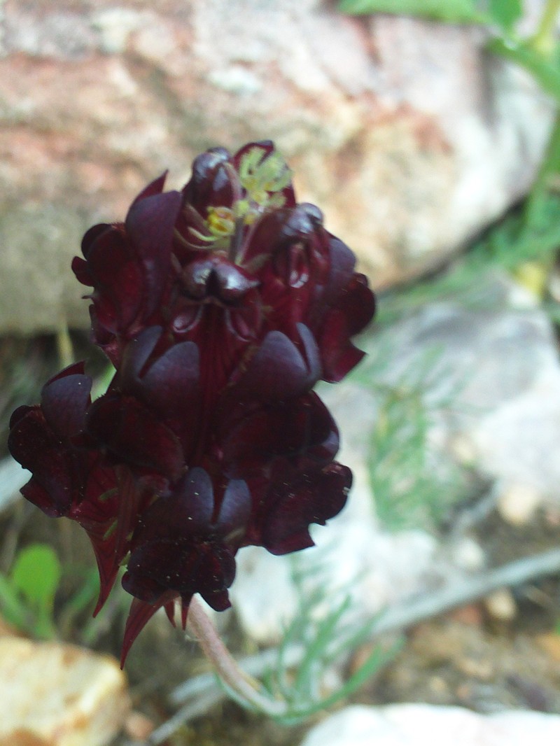 Linaria aeruginea subsp. aeruginea