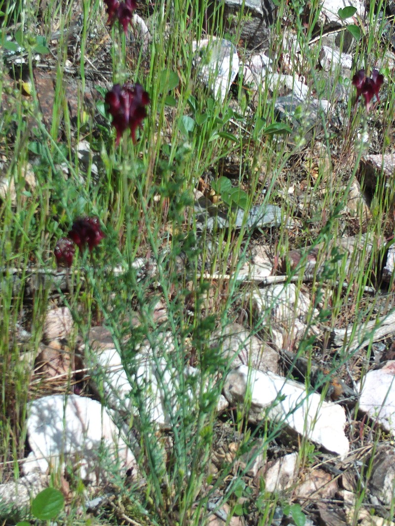 Linaria aeruginea subsp. aeruginea photo 6
