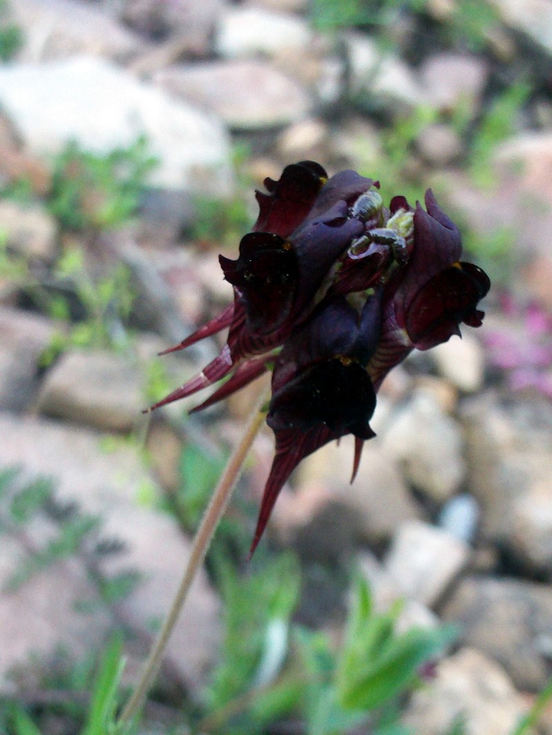 Linaria aeruginea subsp. aeruginea photo 7