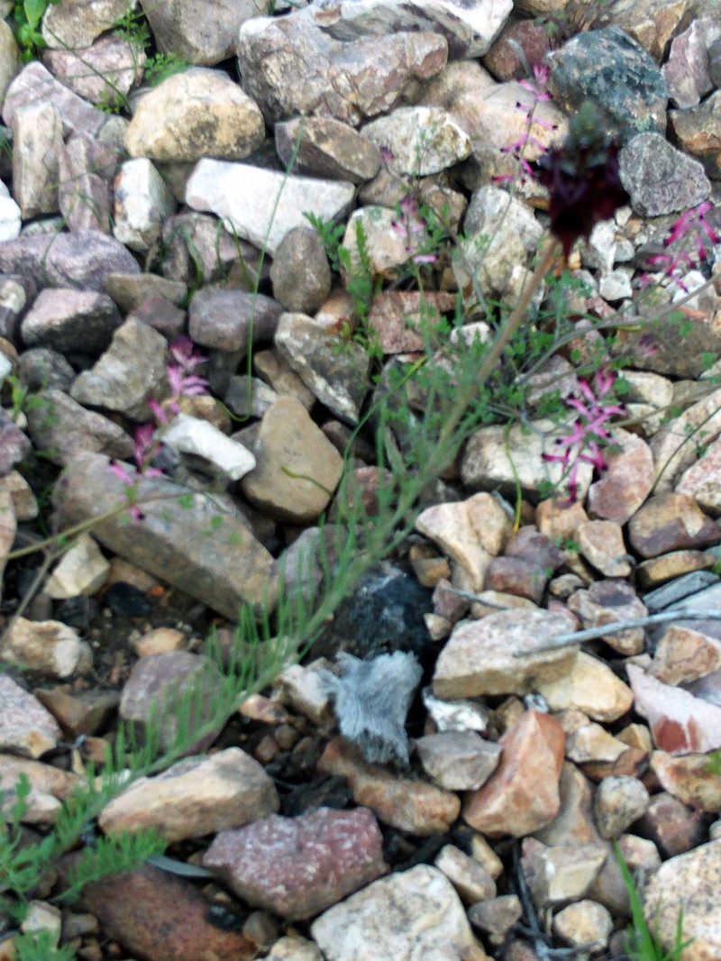 Linaria aeruginea subsp. aeruginea photo 8
