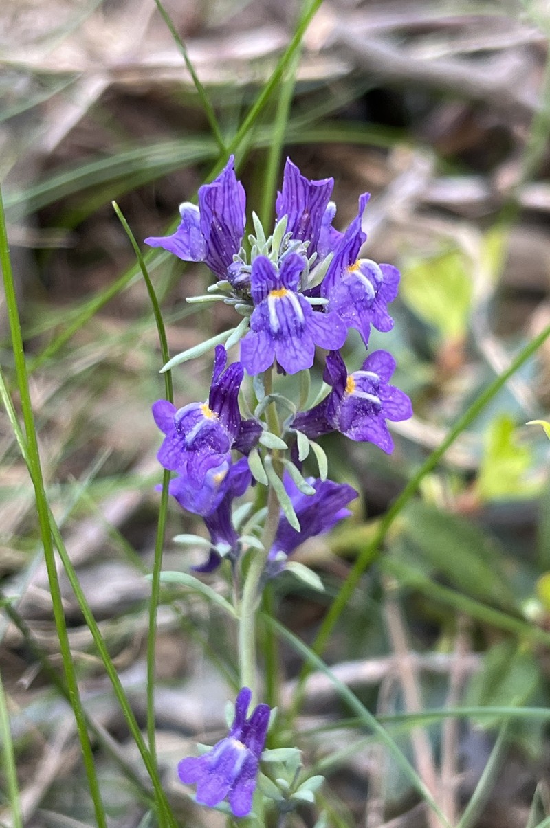 Linaria alpina subsp. alpina