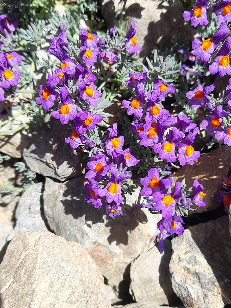 Linaria alpina subsp. alpina photo 2