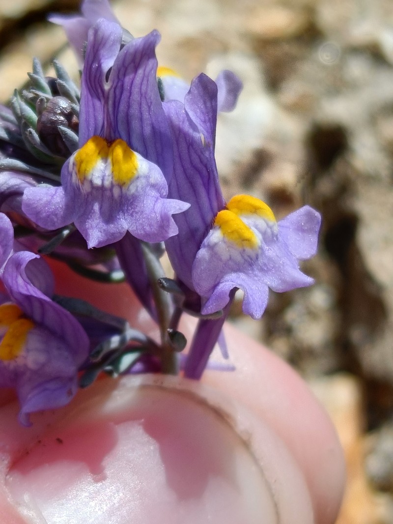 Linaria alpina subsp. alpina photo 3