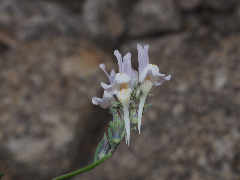 Linaria alpina subsp. alpina photo 4