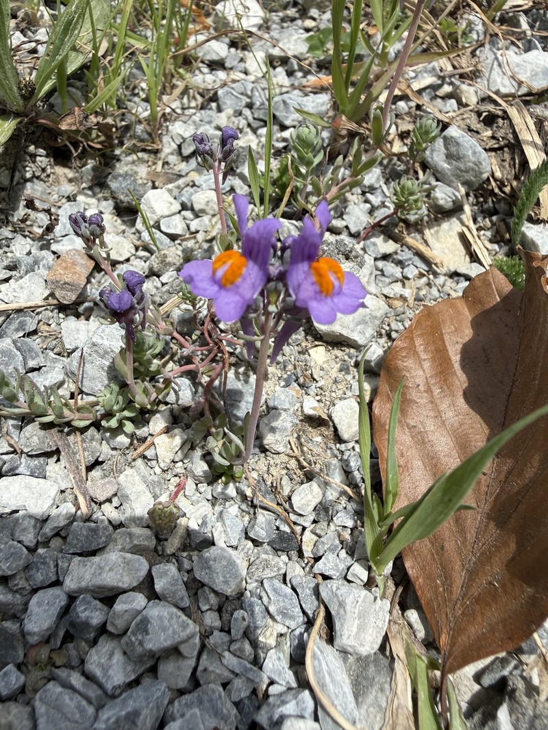 Linaria alpina subsp. petraea