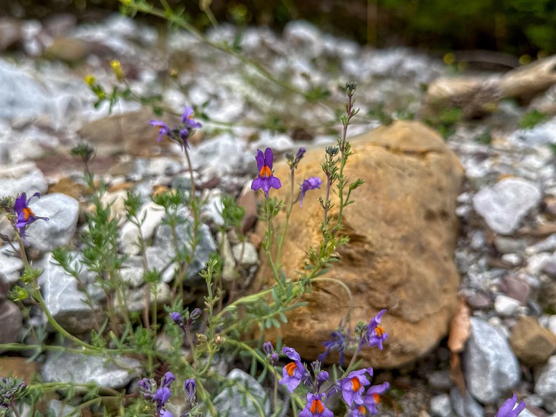 Linaria alpina subsp. petraea photo 2