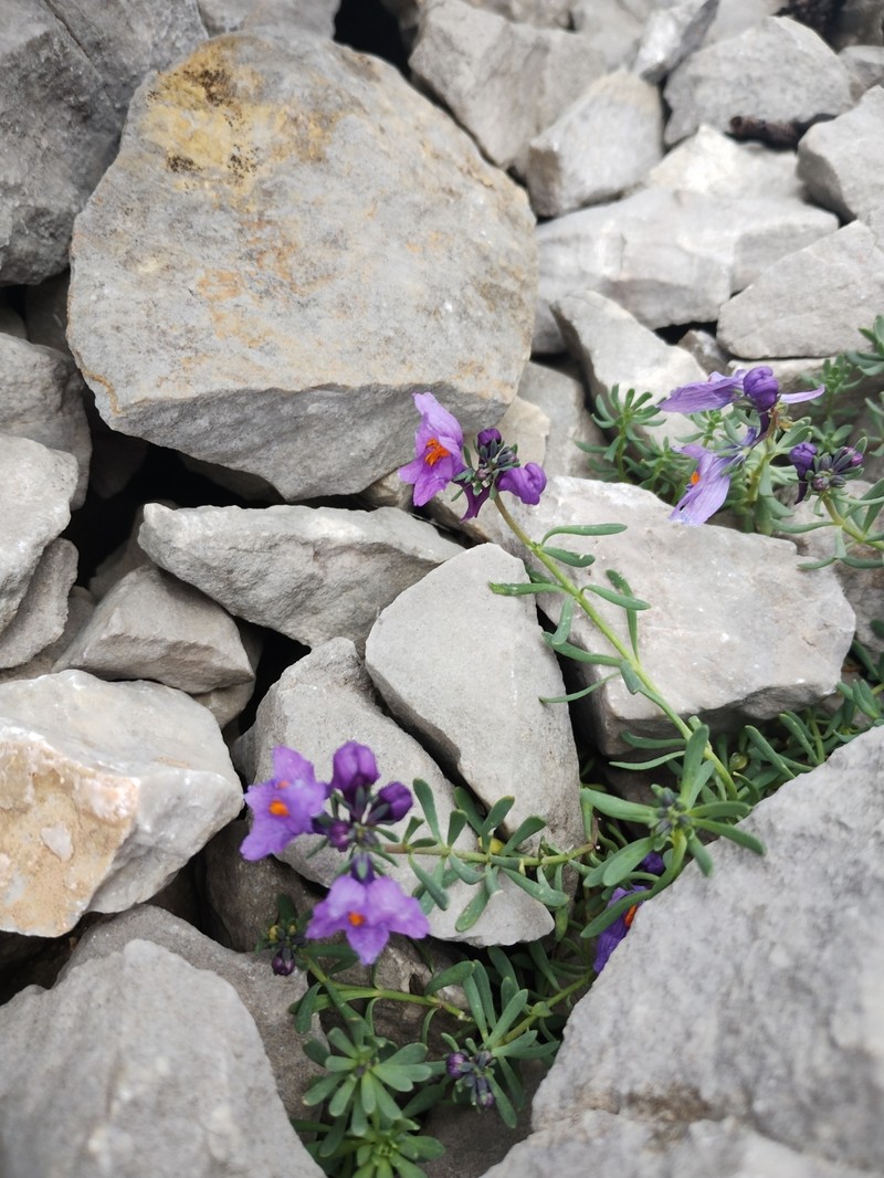 Linaria alpina subsp. petraea photo 3